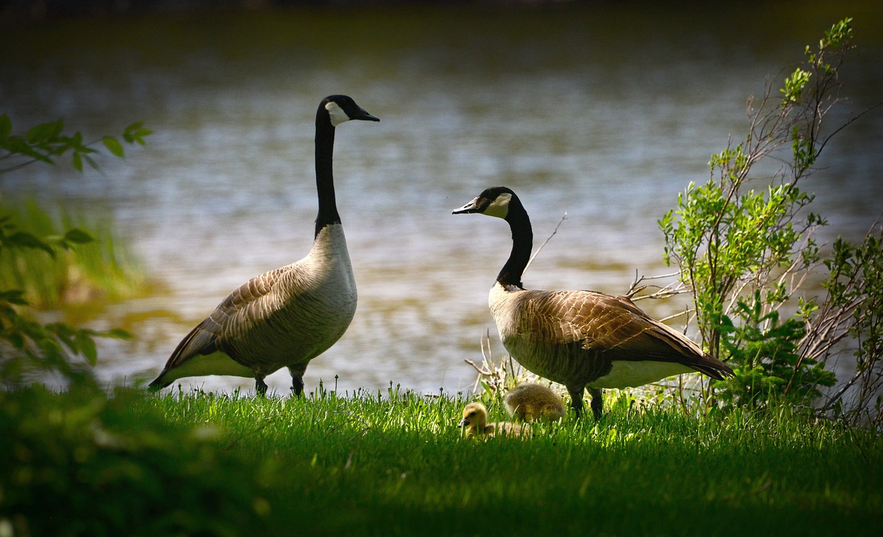 The Role of Biodiversity in Eco-Friendly Gardening